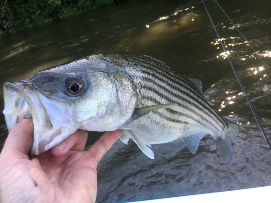 Weldon NC, Rockfish Capital Guide FishIBX Eastern NC Fishing Guide