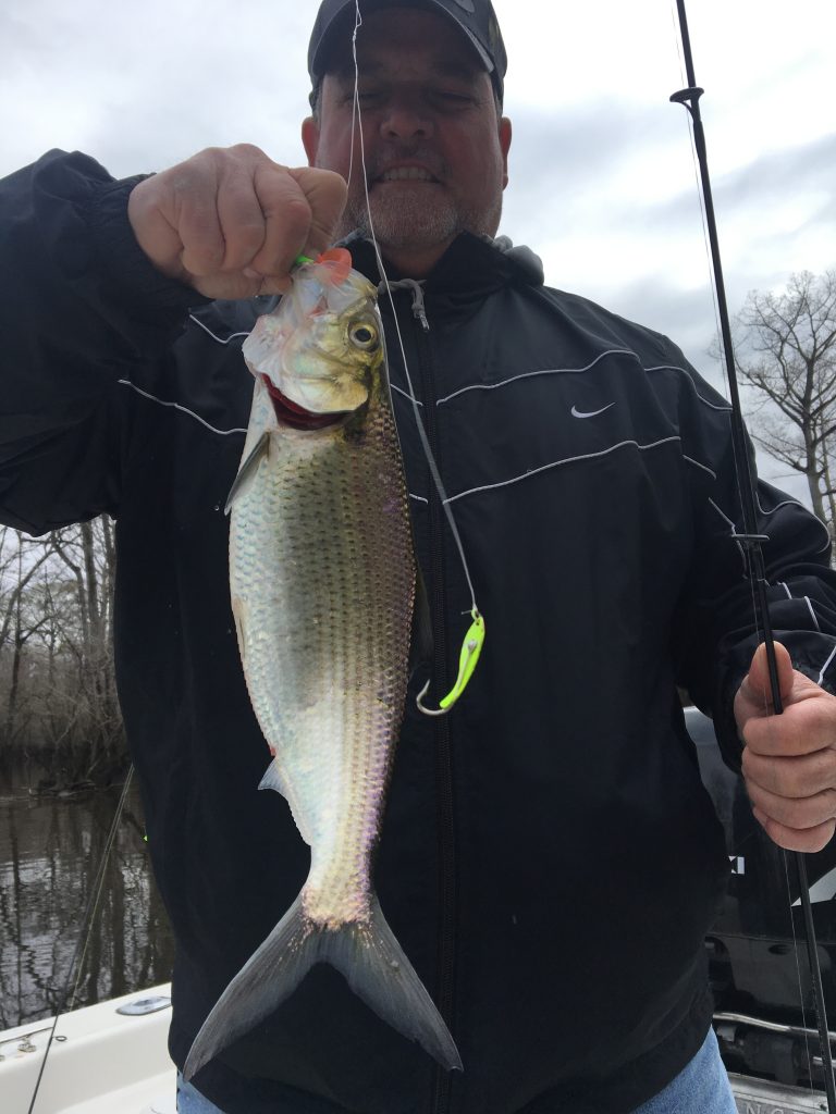 Neuse River Shad Fishing, Herring and White Shad FishIBX Eastern NC
