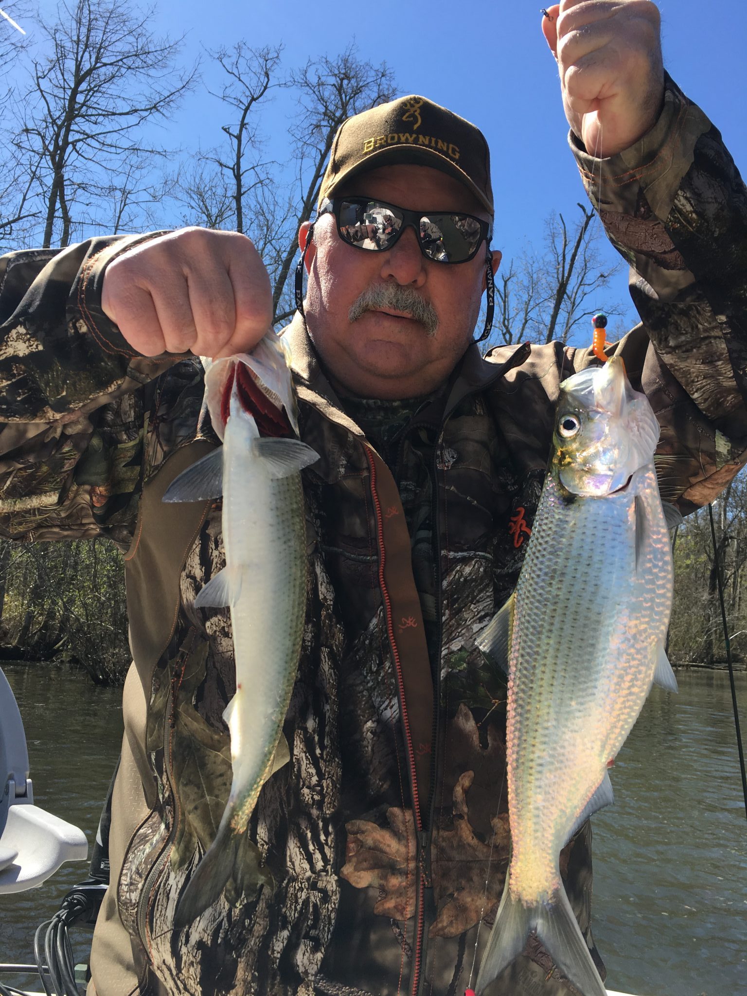 Roanoke River NC Shad Fishing Guide - FishIBX Eastern NC Fishing Guide