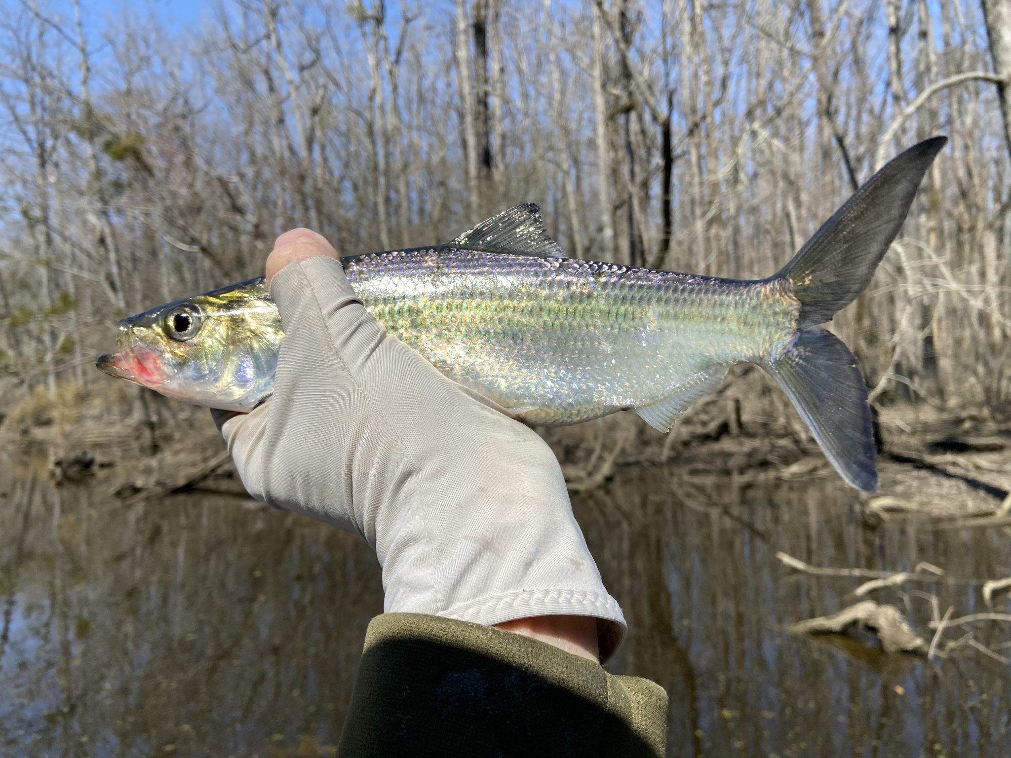 Catching Shad In NC FishIBX Eastern NC Fishing Guide