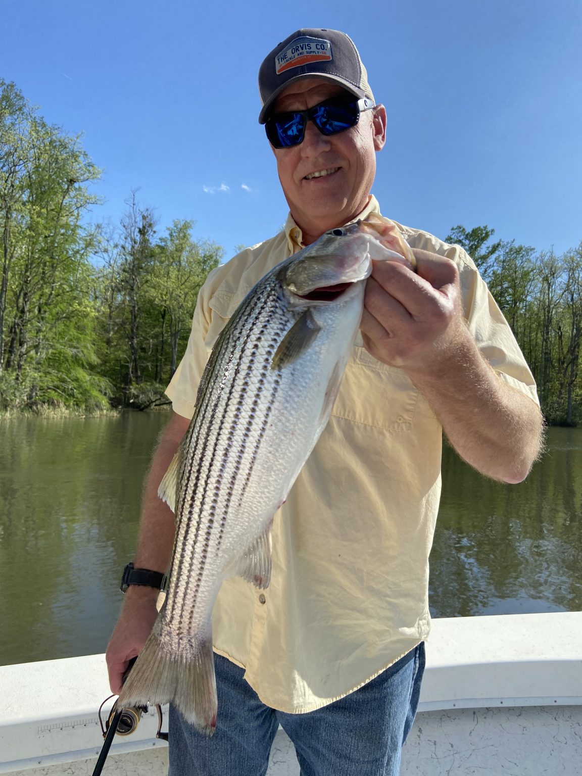Roanoke River Striped Bass Season FishIBX Eastern NC Fishing Guide